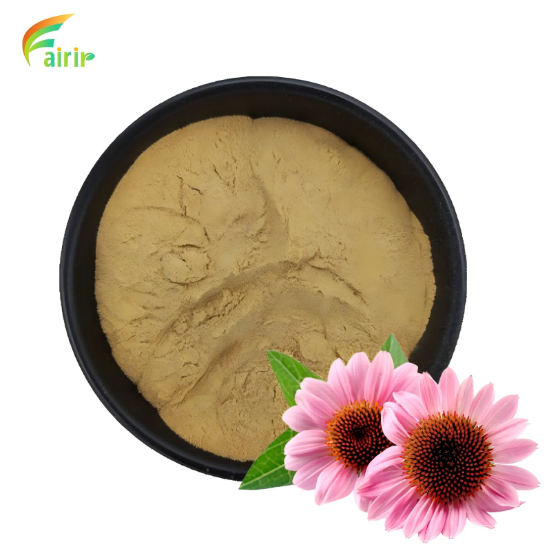 Echinacea Purpurea Extract Powder